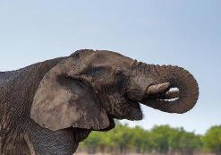 Zuid-Etosha Nationaal Park Olifant