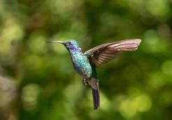 Monteverde Kolibri