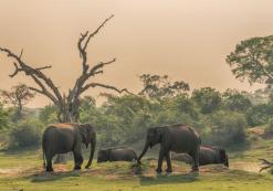 Yala National Park Yala National Park