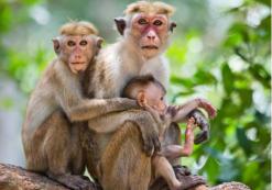 Yala National Park Yala National Park