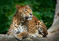 Yala National Park Yala National Park