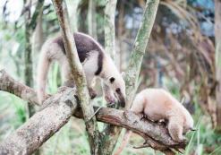 Manuel Antonio Kids Saving the Rainforest