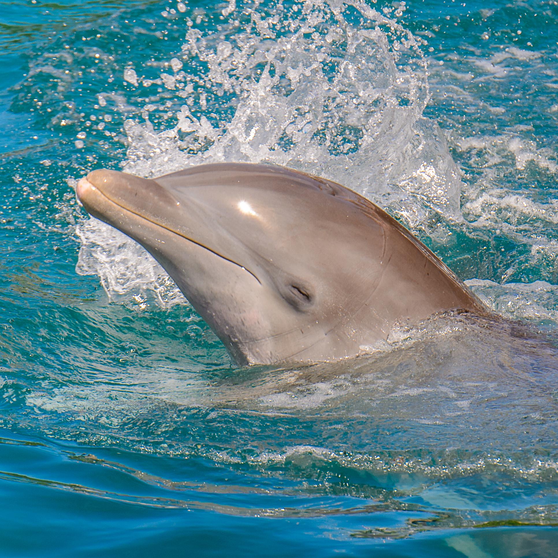 Isla Aguada
