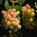 Rondreis Zuid-Afrika