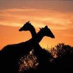 Giraffen Zuid-Afrika