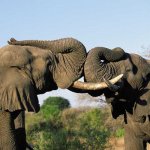 Olifanten Zuid-Afrika