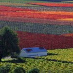 Wijnlanden Zuid-Afrika