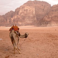 Woestijnlandschap