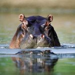 Nijlpaard Zuid-Afrika