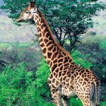 Giraffe Zuid-Afrika