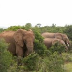 Olifanten Addo Nationaal Park Zuid-Afrika