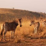 Zebra's Hluhluwe/Umfolozi Nationaal Park Zuid-Afrika