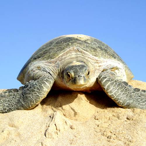 Schildpad Oman