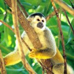 Rondreis Costa Rica