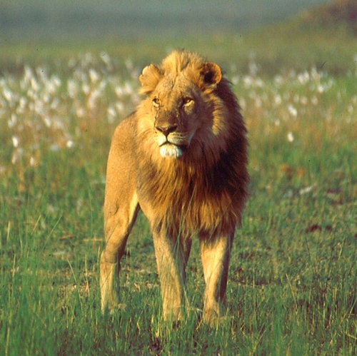 Leeuw Okavango Delta
