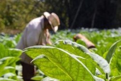 Tabaksplantage in Cuba