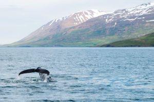  Akureyri - Walvistocht