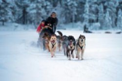 Tromso husky's