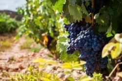 Spanje, La Rioja, wijn