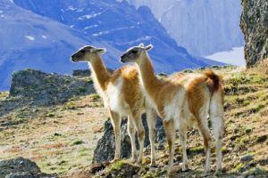 Safari Experience per 4x4 
