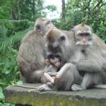 Monkey Forest, Ubud
