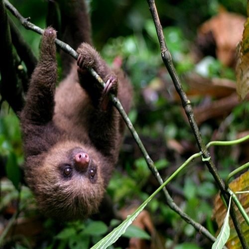 Luiaard in Monteverde