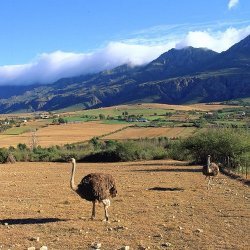 Buffelsdrift Game Lodge