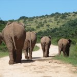 Olifanten in Addo Nationaal Park