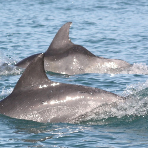 Hermanus