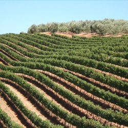 Wijngaarden Stellenbosch