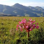 ZA_AL_SWAZILAND3