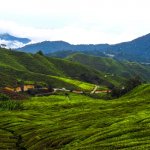 Cameron Highlands