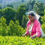 LK_AL_Nuwara_Theevelden_154733720