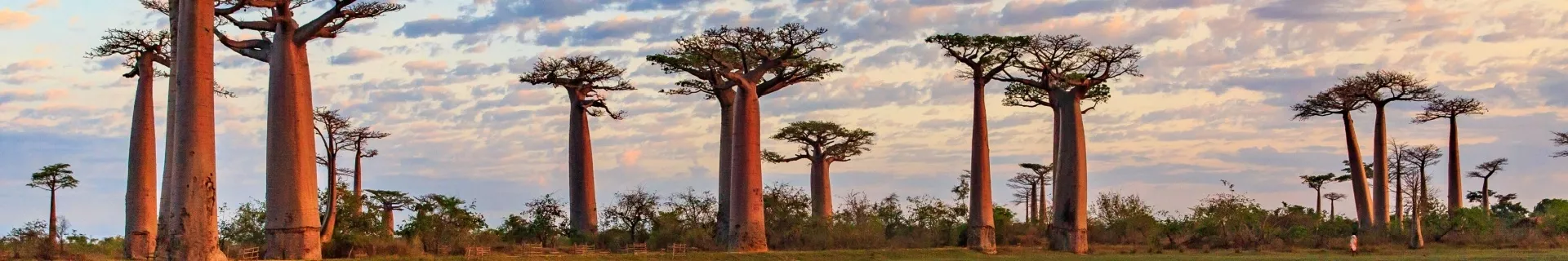 Allée des Baobabs, Madagaskar
