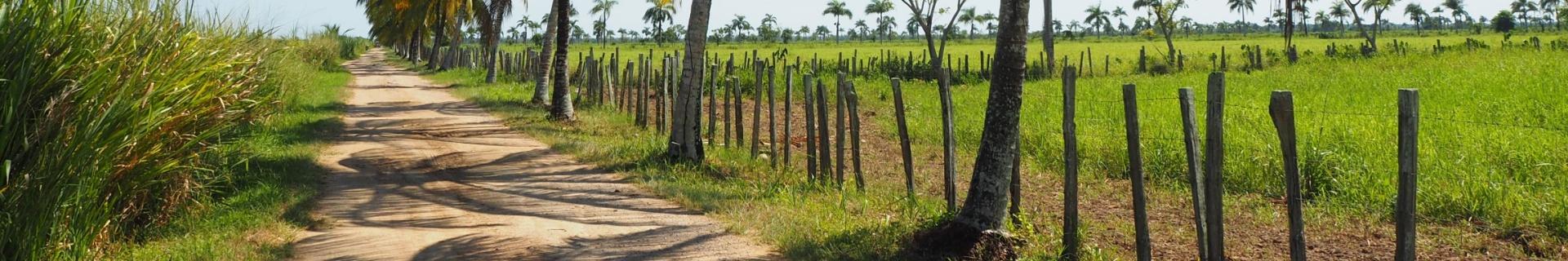 Suriname, plantage