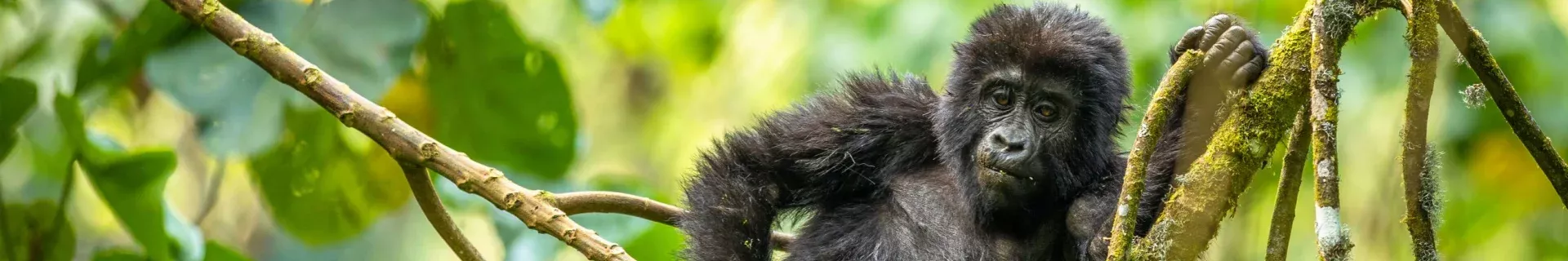 21-daagse groepsreis Oeganda, Tanzania & Zanzibar