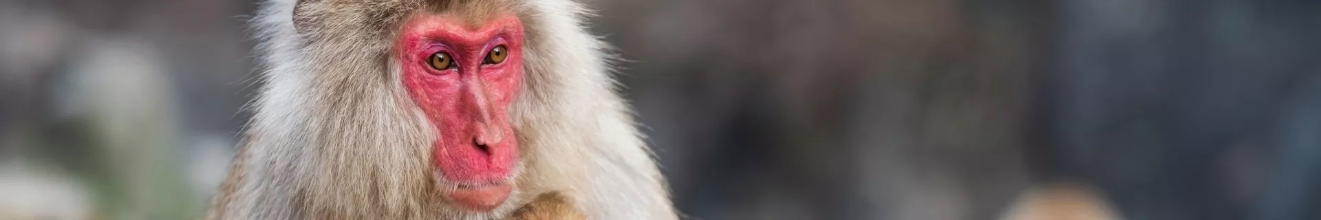 Jigokudani Monkey Park