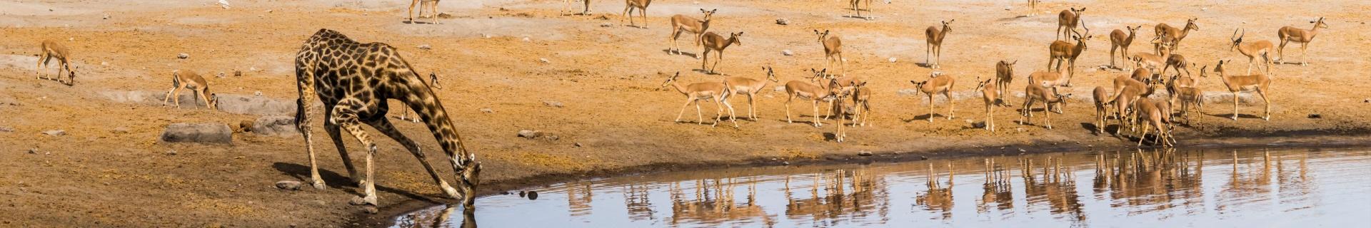 Hoogtepunten van Namibië