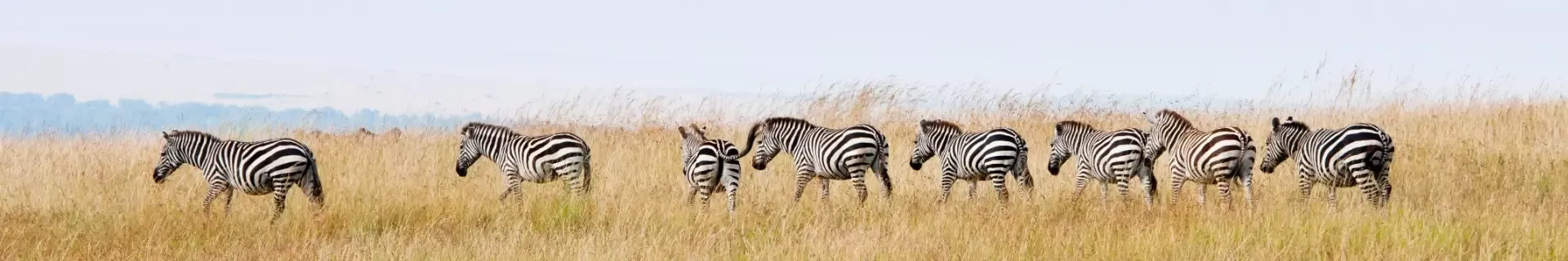 Zebra's in Masai Mara