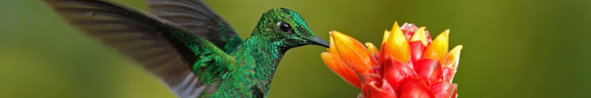 Het Mooiste van Costa Rica