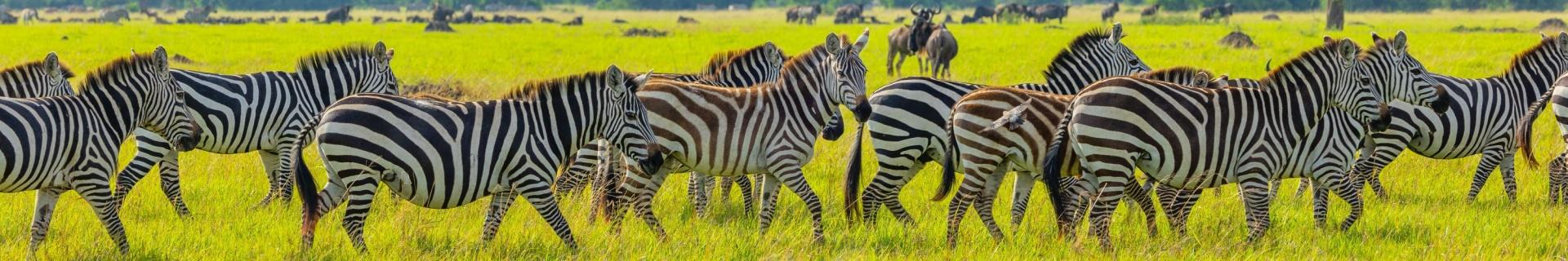 21-daagse groepsreis Kenia en Tanzania Compleet