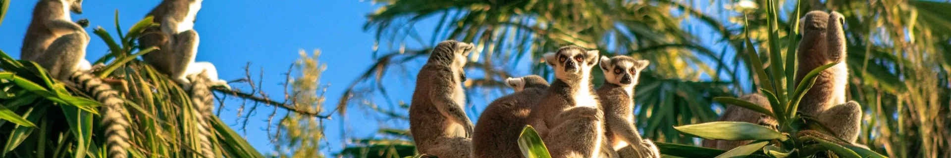 Lemuren in Madagaskar