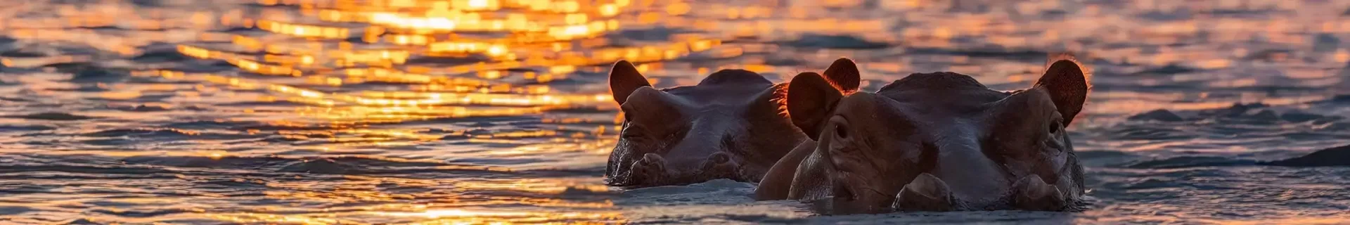 Tanzania, nijlpaarden in de serengeti