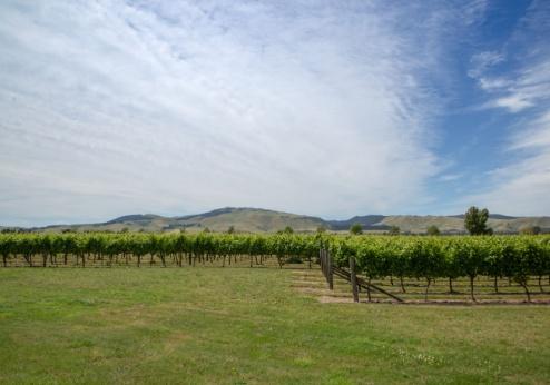 Wijntour Waipara-vallei incl. lunch