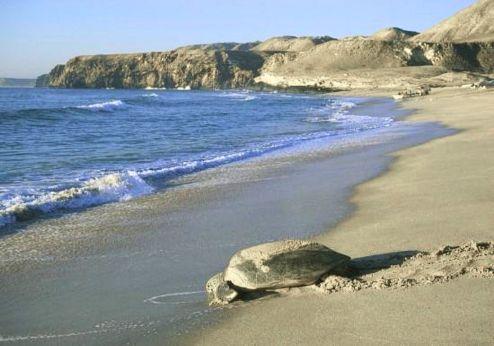 Turtle Beach Resort, strand