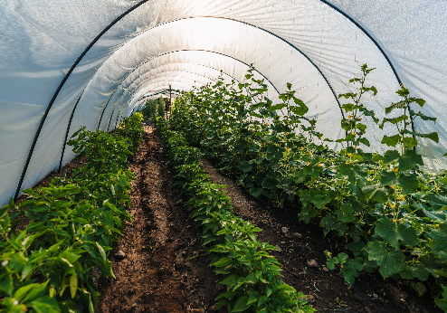 Hacienda Louisandro, moestuin