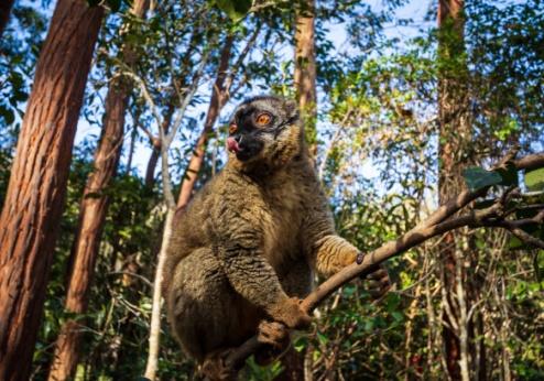 Lemur in Andasibe