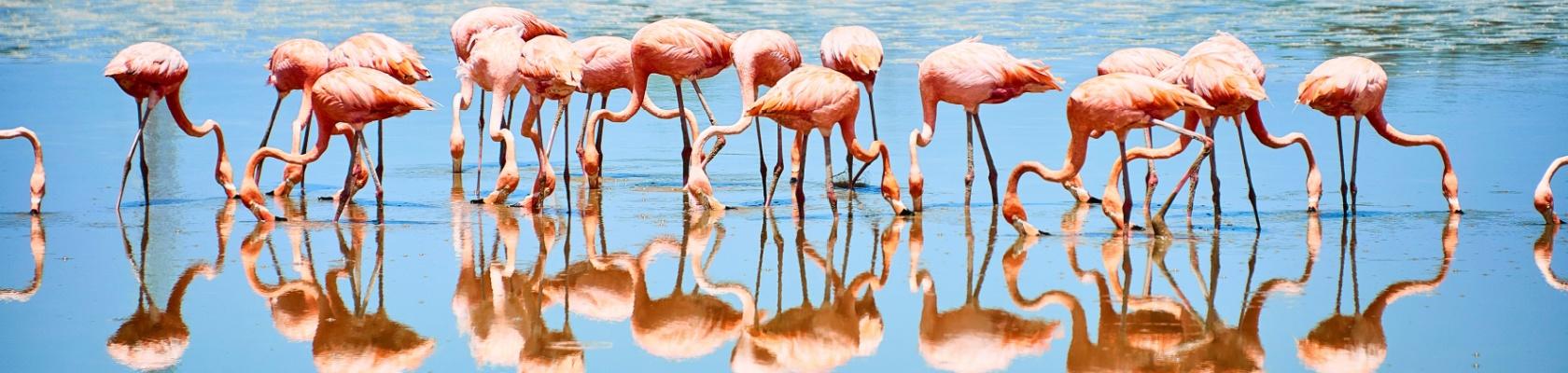 Flamingo's bij Cienfuegos