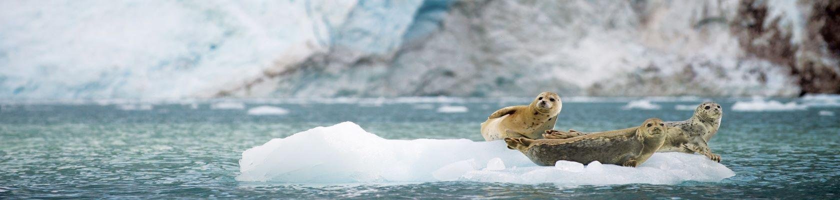 Zeehonden op ijsschotsen