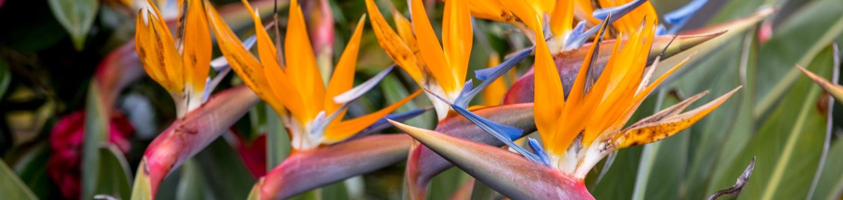 Strelitzia bloemen